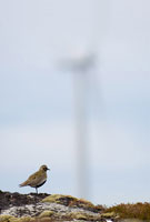 Image:  Bird with wind turbine in the background