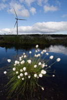 Image:  Cotton grass with wind turbine in background