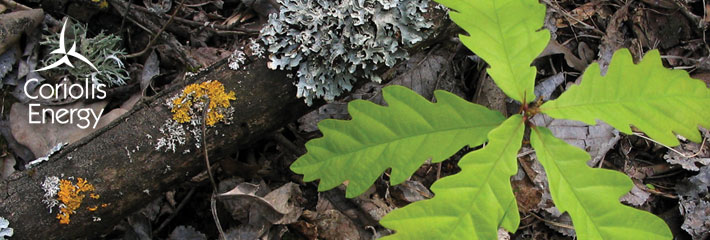 Image:  Oak tree seedling on forest floor